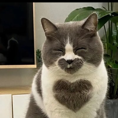Why own a cat's profile picture