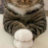 FreeRadical's profile picture