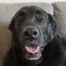 Profilbild von phantom