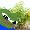Profilbild von Habaneroenjoyer