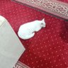 فاروق's profile picture