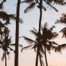Фото профиля palm