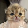Profilbild von 小狗不是小猫