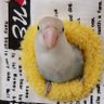 はな✿ 的头像
