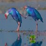 Фото профиля Feathered Friends