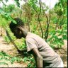 Фото профиля Lamin Tamba