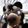 Profilbild von Gly! ๐ณ๏ธโโง๏ธ (follow me on bsky: @gly.pet)