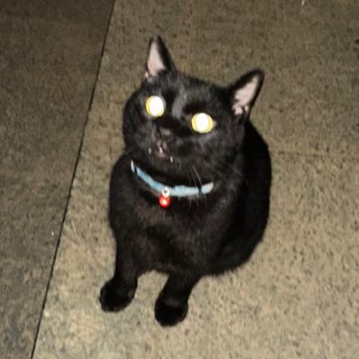 Lhasa's profile picture
