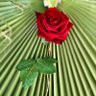 فاطمة طالع ( كلي تفاؤل)🌿🤍's profile picture