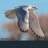 الكاسر's profile picture
