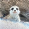 Ruff-Giraffe's profile picture