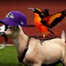 Orioles Goat profil fotoğrafı