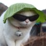 Profilbild von Cacauzinnnn | Blade