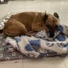 Фото профиля Dogista
