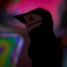 Tony🐨 profil fotoğrafı
