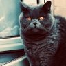 Csv profil fotoÄrafı
