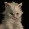 T's profile picture