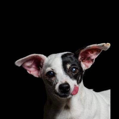 Terrier Chileno 🇨🇱's profile picture