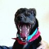 SisyphusRocks's profile picture