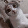 ともちん's profile picture