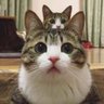 Фото профиля すとれいきゃっと