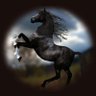 Black Horse🥇 🔻🔻🔻🔻 的头像