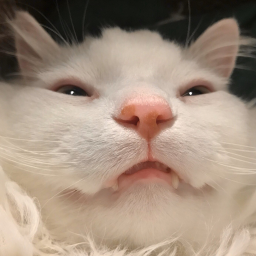 umbrelive's profile picture