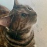 たまじゅ profil fotoğrafı