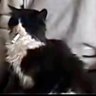 smokinCat's profile picture