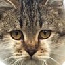Profilbild von shadow-banned-ua