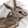 شيخة🦌 profil fotoğrafı