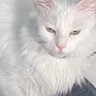 CREMEOFDACROP profil fotoğrafı