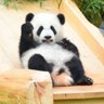 Фото профиля 🐼パンダが大好きな やよい🐼