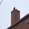 Very, Very, Late Night Baltimore (Comedy) profil fotoğrafı