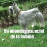 GMO RIOS  MINGRAMM profil fotoğrafı