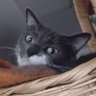 Profilbild von MeowayBoopChin