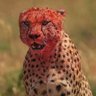 Profilbild von ابن العراق
