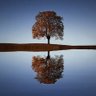 Tree profil fotoğrafı