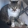 Пан Сирський's profile picture
