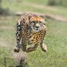 Profilbild von فهدهم