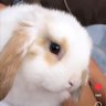 AntiAbleismRabbit's profile picture