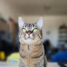 Logan🐈🐈⬛🐈🐈⬛🐱 的头像