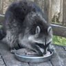Steve W profil fotoğrafı
