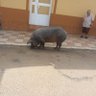 Фото профиля Uno de pueblo