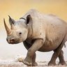 Kifaru1's profile picture