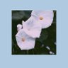 Фото профиля the pearls boy