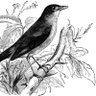 Фото профиля J M Nightingale