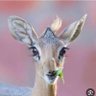 Фото профиля غزال