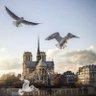 La mouette RIEUSE profil fotoğrafı