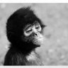 Sad Monkey profil fotoğrafı